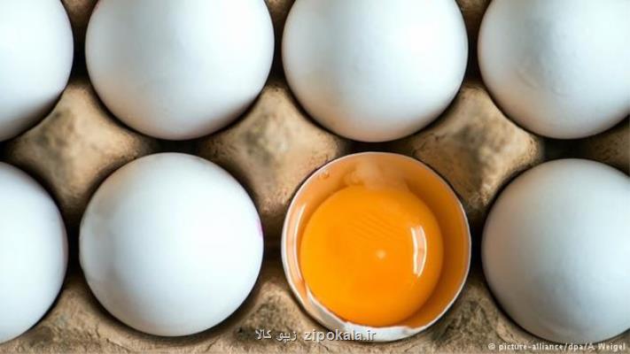 بدون تصویر