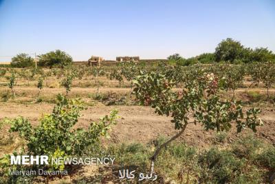 بدون تصویر