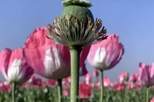 بدون تصویر